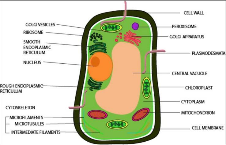Draw a neat diagram of plant cells and label any three parts which  differentiate it from animal cells.