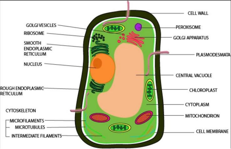 real plant cell under microscope labelled