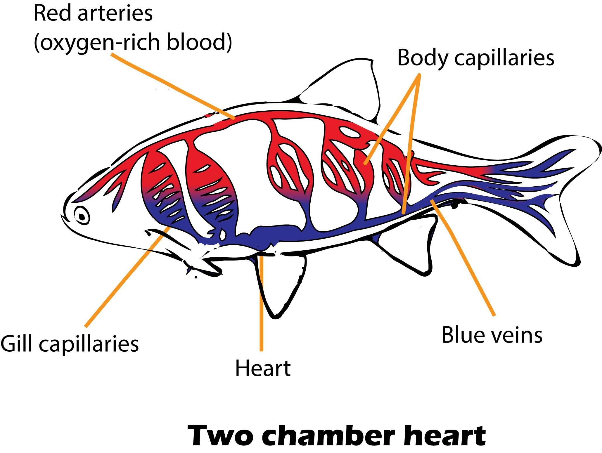 Two chambered heart occurs inA) CrocodilesB) FishC) AvesD) Amphibians