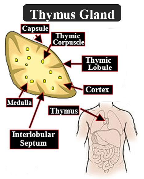 Collection 94+ Images what hormones does the thymus gland secrete Full HD, 2k, 4k