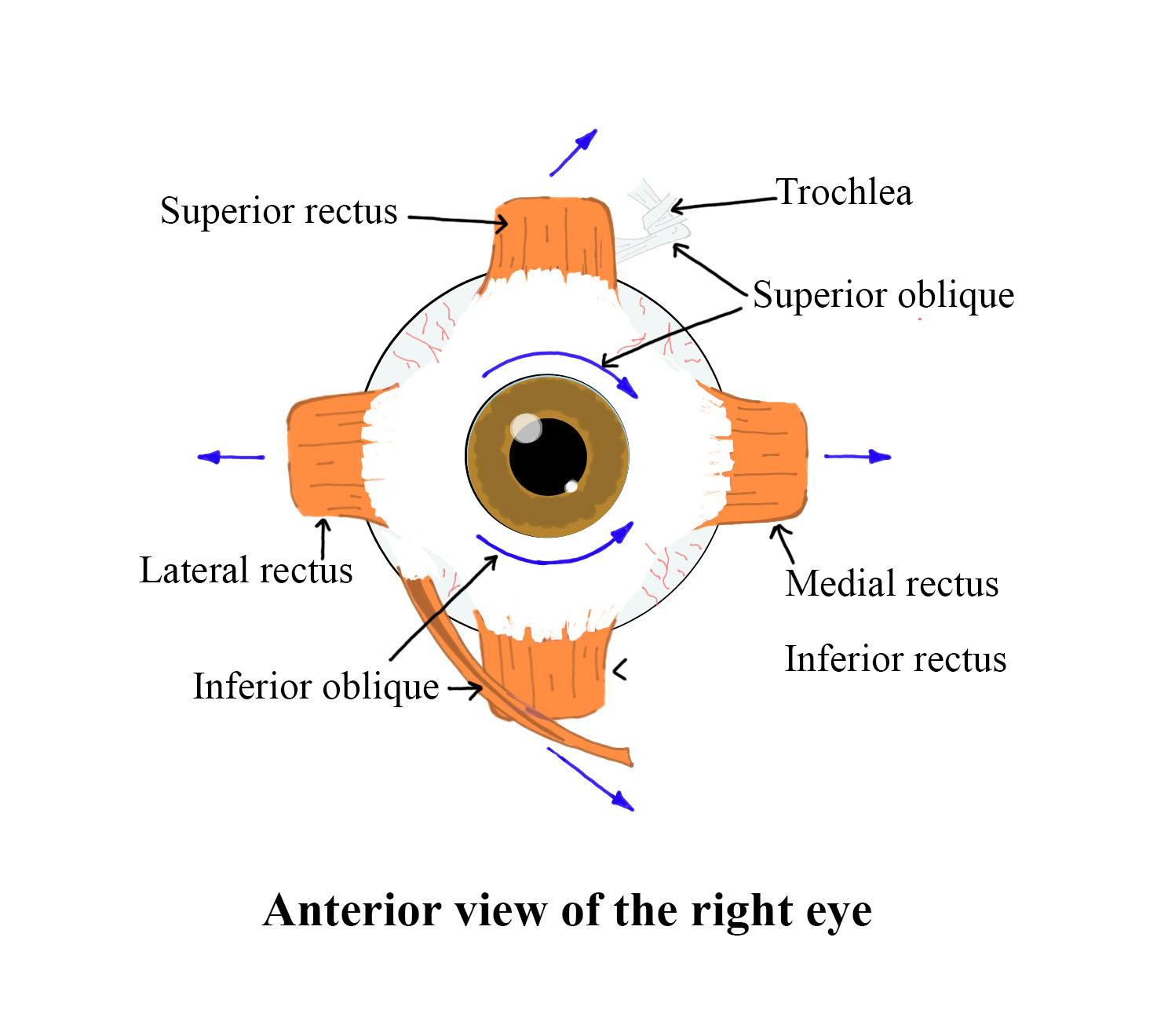 The Eye Rotates In The Orbit By A6 Musclesb3 Musclesc4 Musclesd