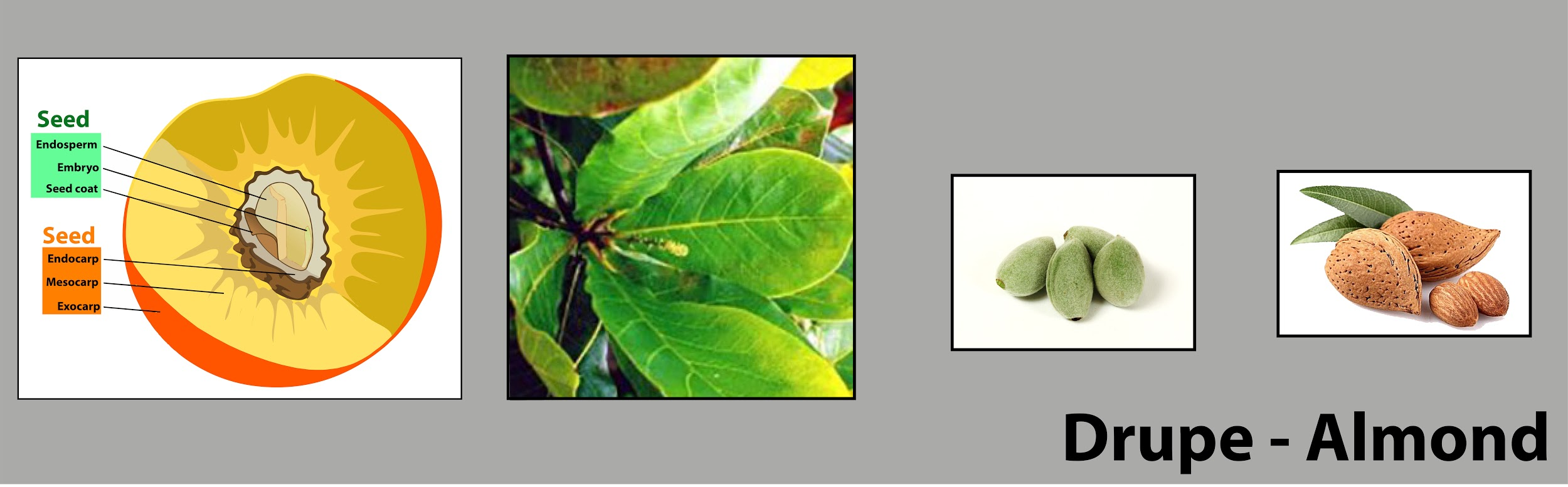 Cotyledons Are Edible In The Drupe Of a Mango b Almond c Coconut d 