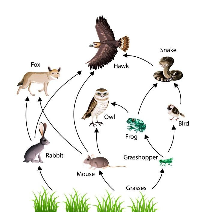 diagrammatic representation of food web