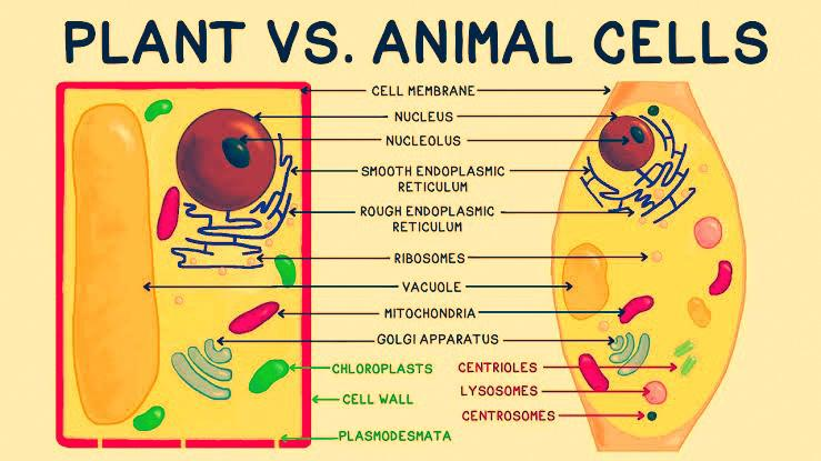 With the help of a neat labeled diagram differentiate 'Plant Cell' from ' Animal' cell.