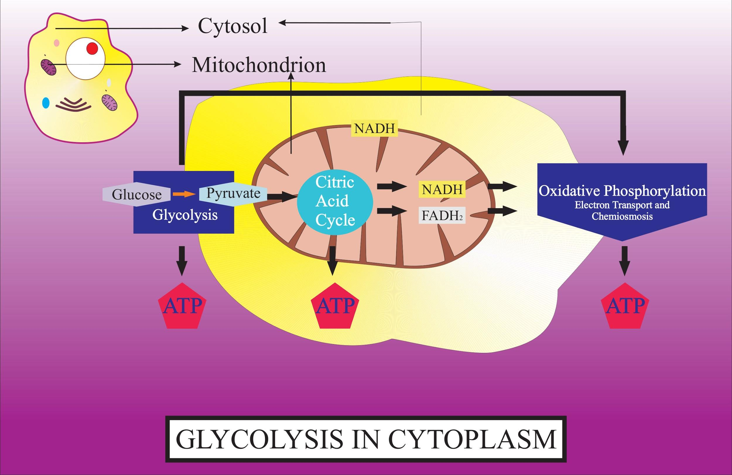 The site of glycolysis or EMP is a Mitochondria b Cytoplasm class 11 biology CBSE