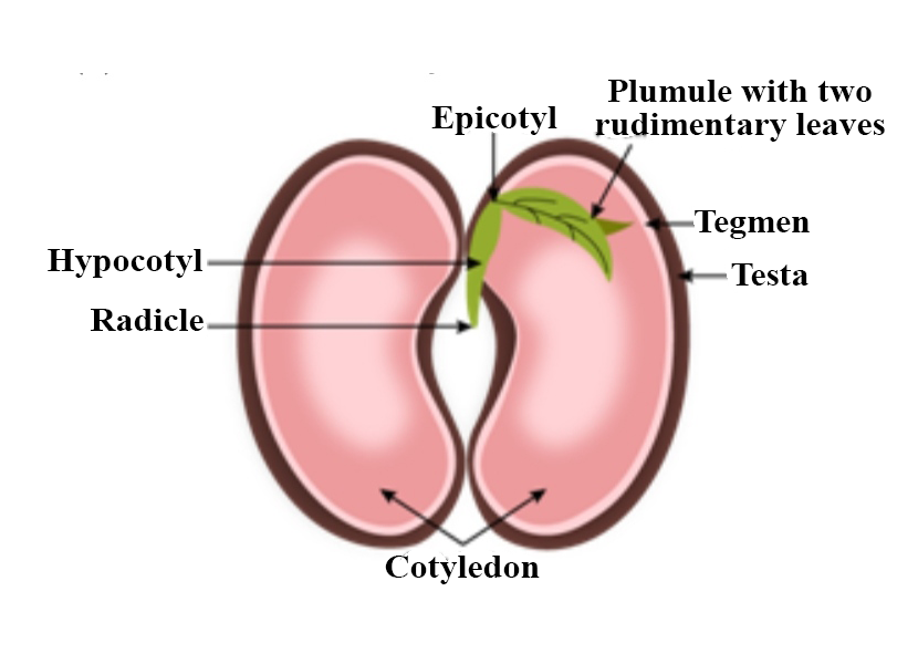 bean seed structure