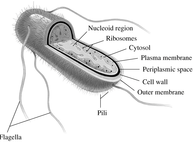 Struktur Archaebacteria