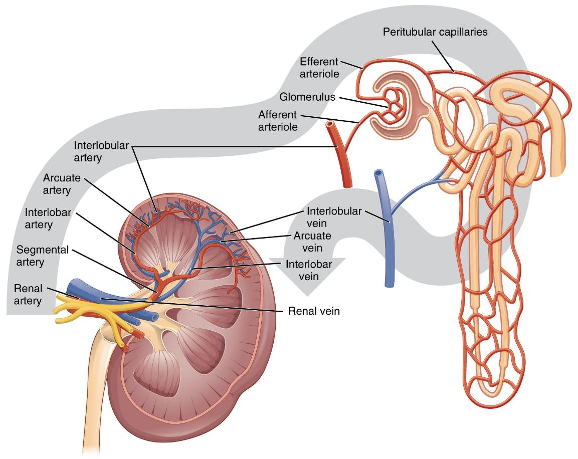 Glomerulus and Bowmans capsule constitute A Blood vessels class 11