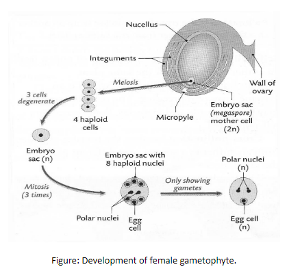 female gametophyte in angiosperms