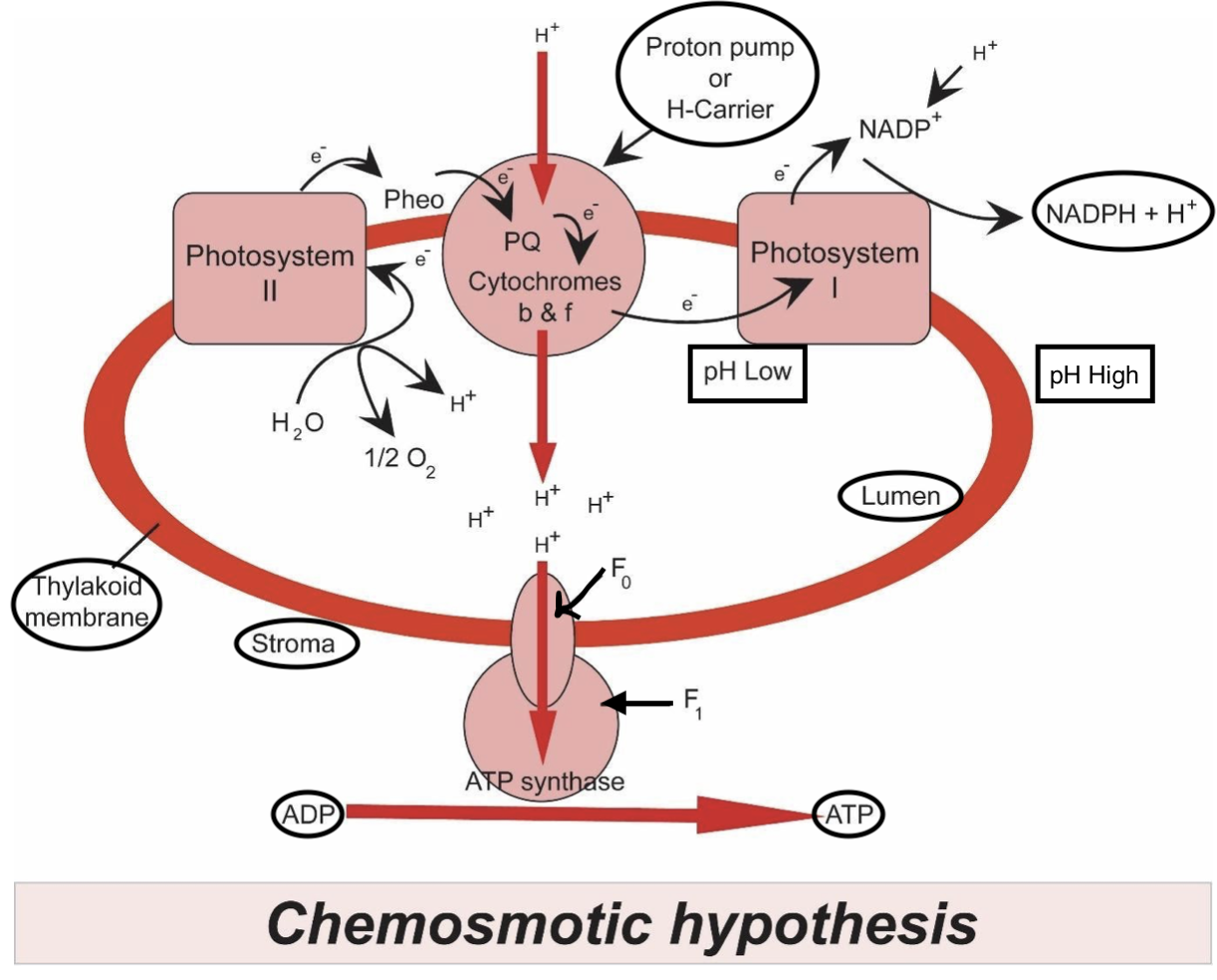 chemiosmotic hypothesis pronunciation