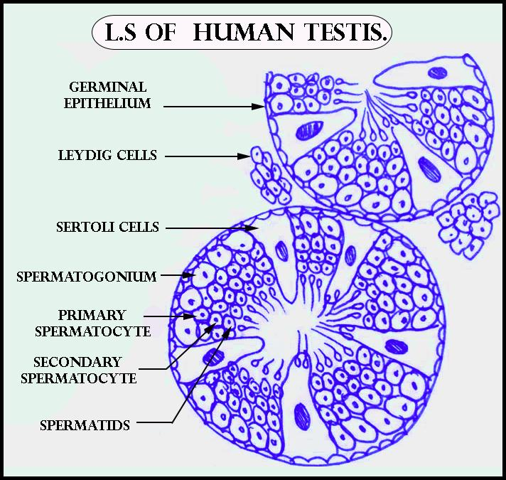 Draw a labelled diagram of  of Human Testis.