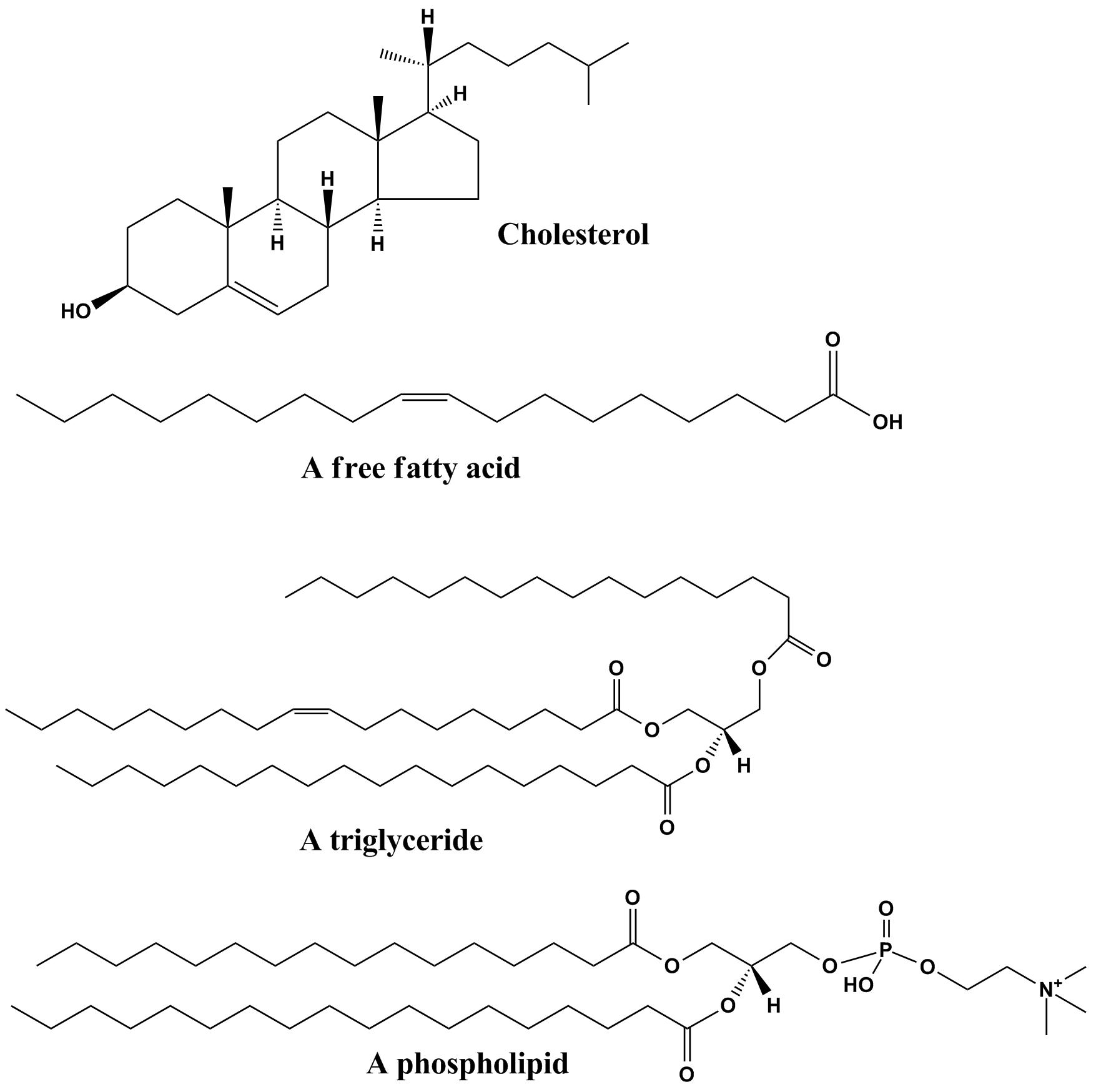 What functional groups are found in lipids?