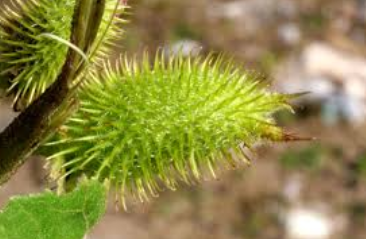 Which of the following seed scatter by sticking on the fur of the animal?A.  MangoB. CoconutC. CottonD. Xanthium
