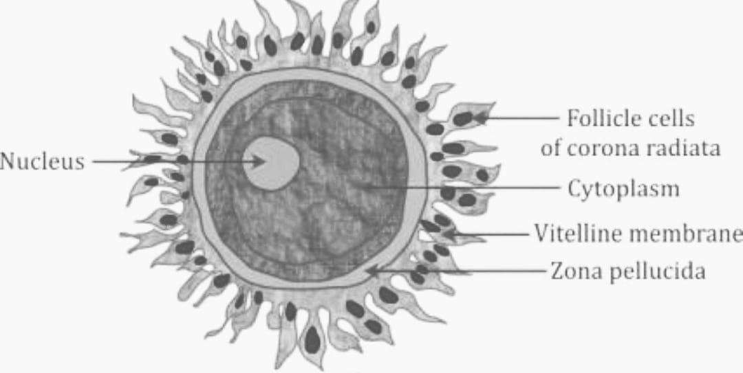Draw a labeled diagram of a human ovum just released class 12 biology CBSE