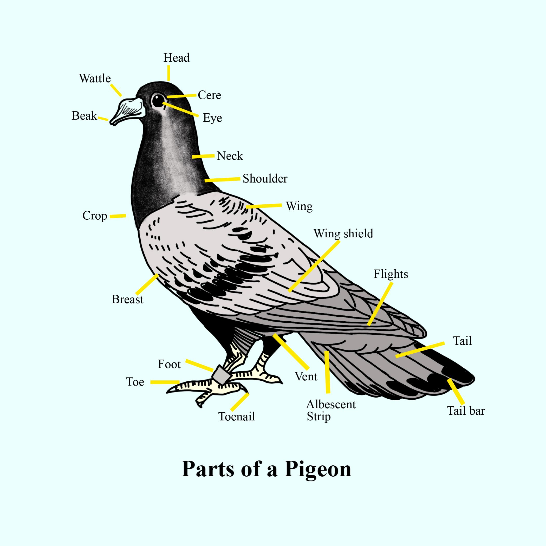 sketch-label-and-classify-pigeon