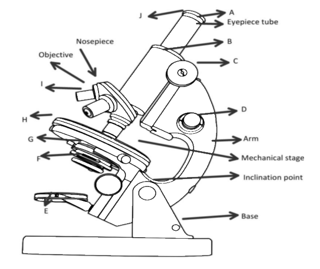 Compound Microscope Diagram - Google Search | PDF