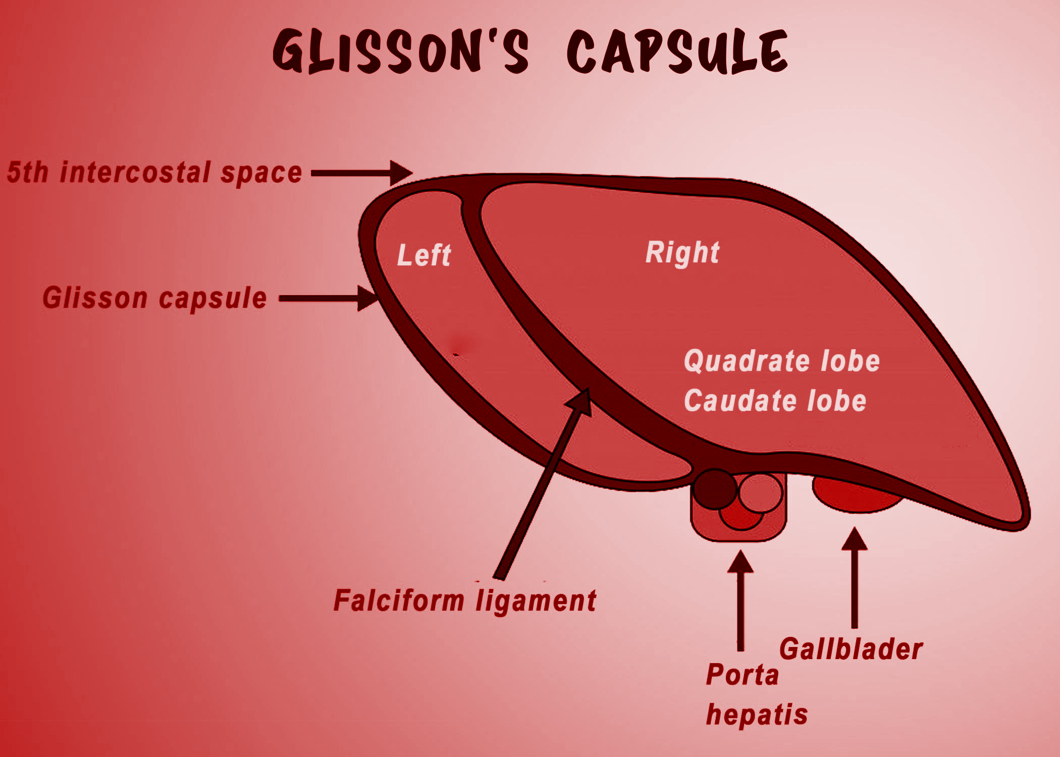 Glissons capsules are found in A Kidney of frog B Heart class 11