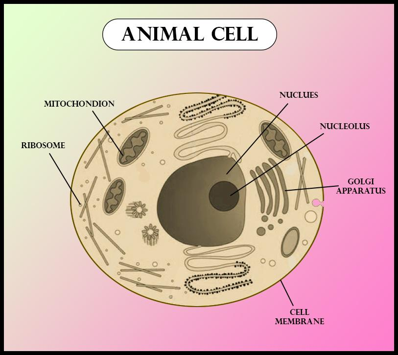 Which of the following is absent in an animal cell?(a) Cytoplasm(b)  Nucleus(c) Cell membrane(d) Cell wall