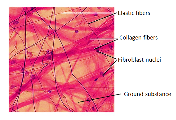 Areolar Tissue Diagram