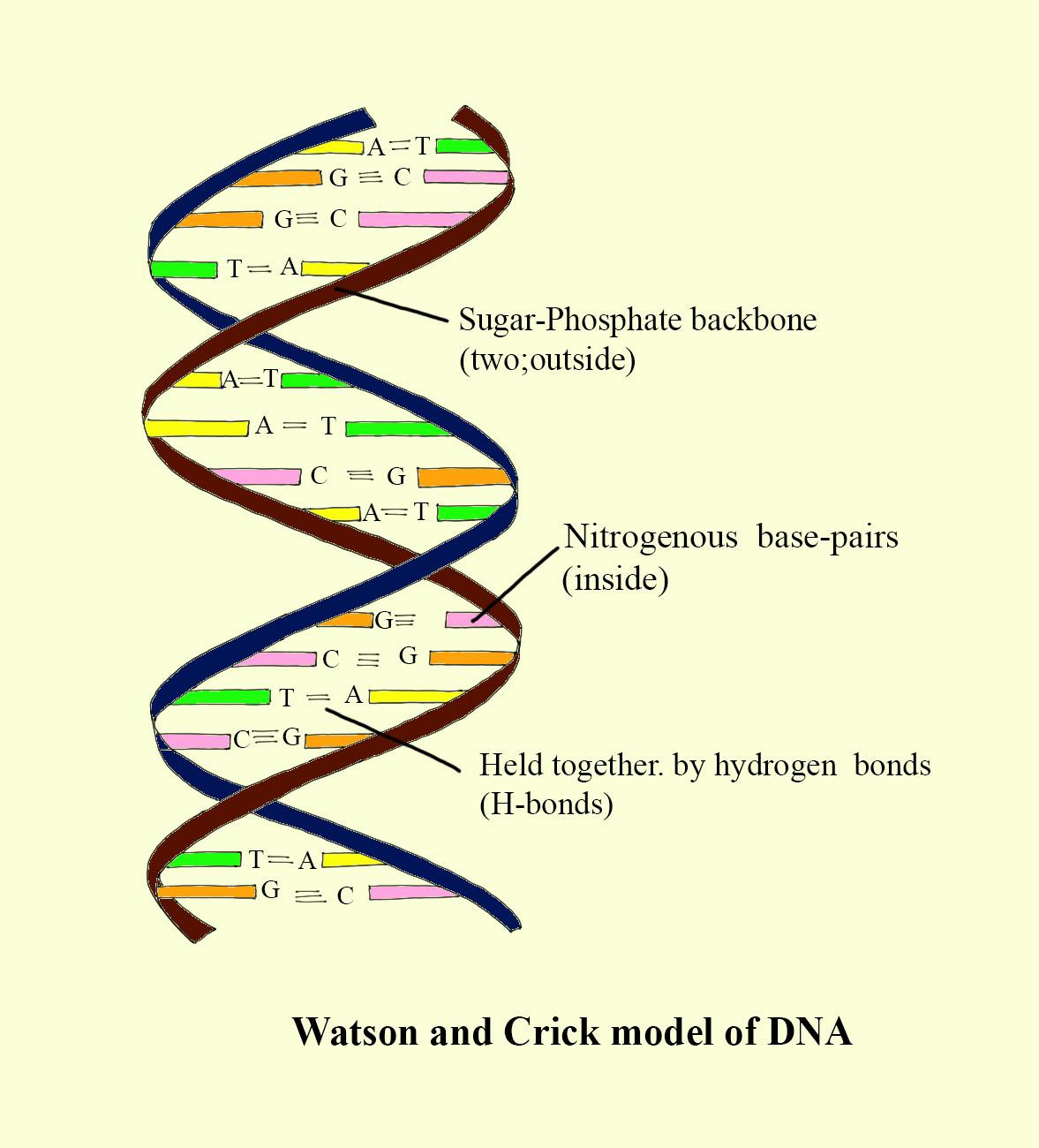 Modelo De Dna