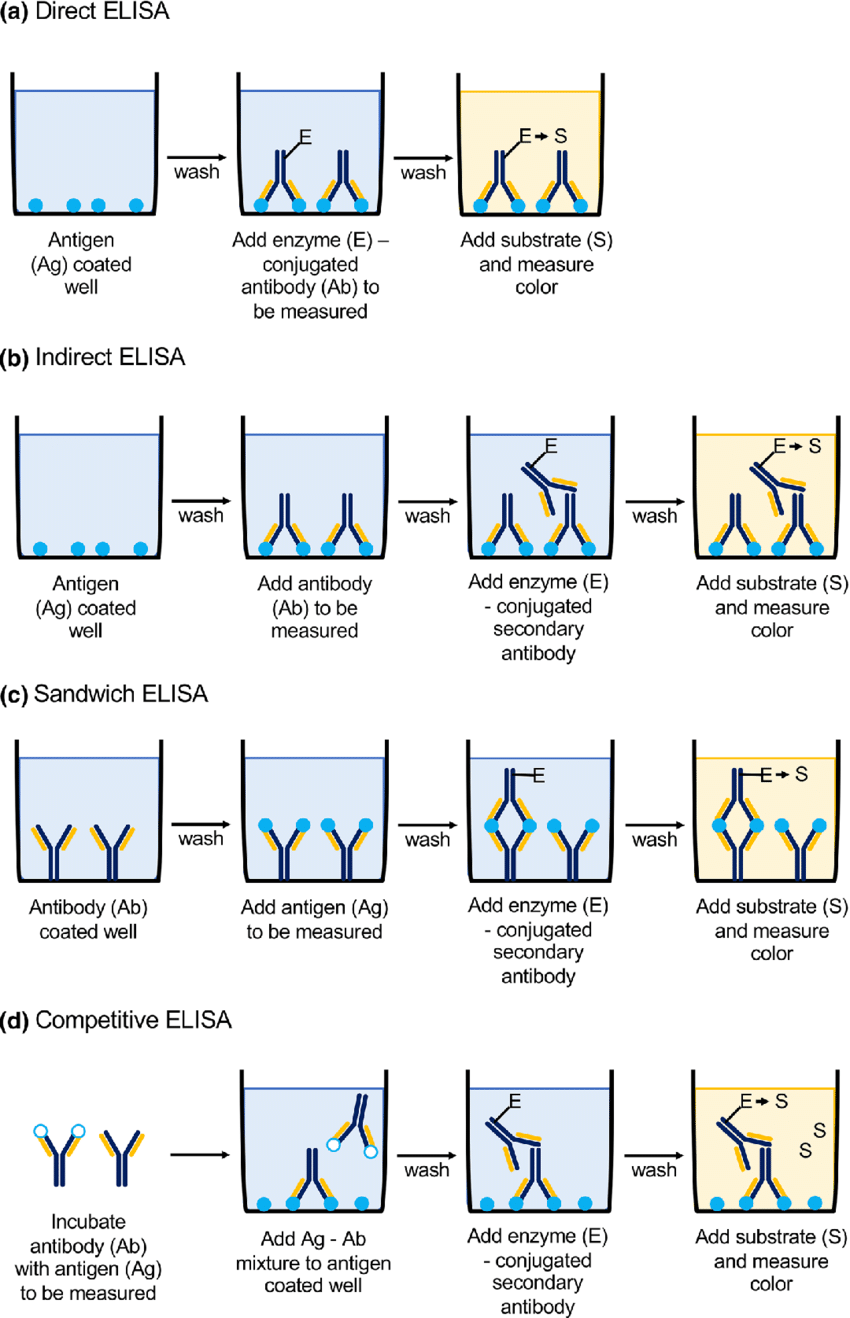 elisa-test-is-used-for-the-detection-of-a-antibodiesb-viral-diseasec