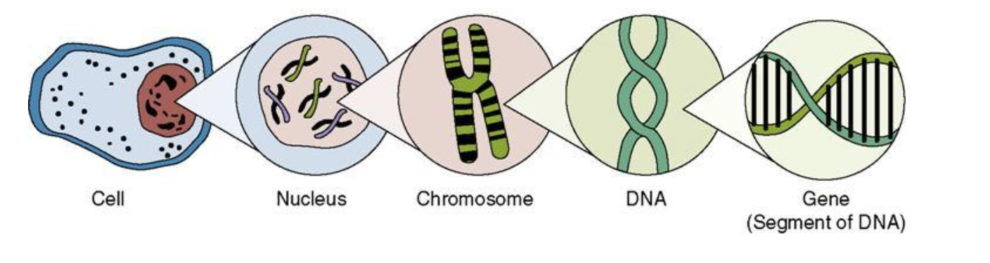 ДНК хромосомы гены. ДНК нуклеотид ген хромосома. Ядро хромосомы ДНК ген. Ген это в биологии.