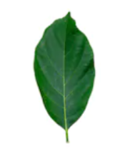 Palmate compound leaf is the one in which the leaflets develop froma ...