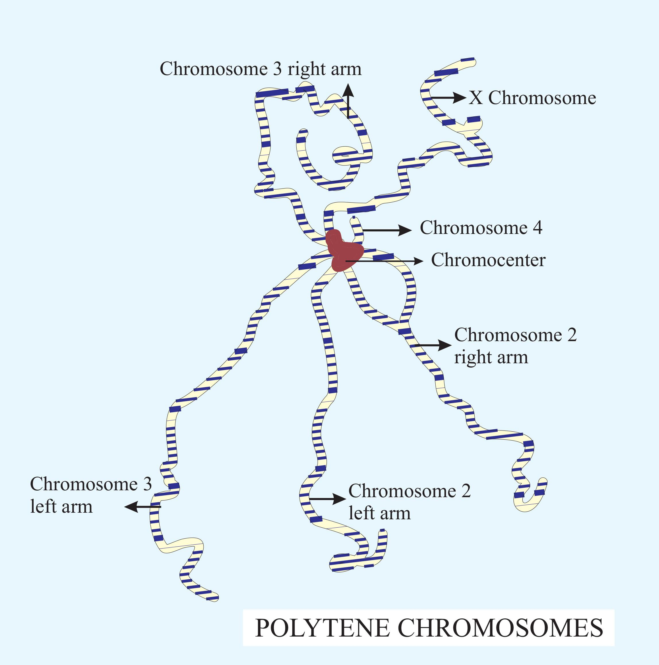 Diversity | Free Full-Text | Karyotypes and COI Gene Sequences of  Chironomus agilis2, Ch. balatonicus, and Camptochironomus tentans (Diptera,  Chironomidae) from Kurchatskoe Lake, Tyumen Region, Russia