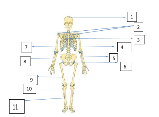 Given Below Is A Diagram Of The Human Skeleton Name Class
