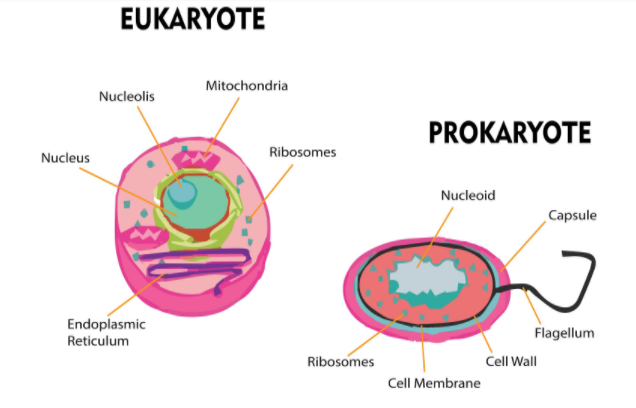 Bacteria are called prokaryotes whereas higher organisms are called ...