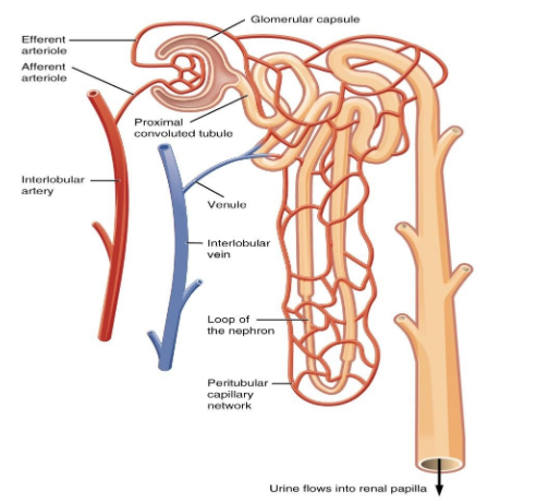 Class 10 Structure Of Nephron Easy Diagram - Green Your Life philly
