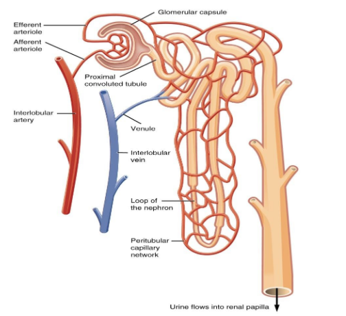 functioning of the nephron