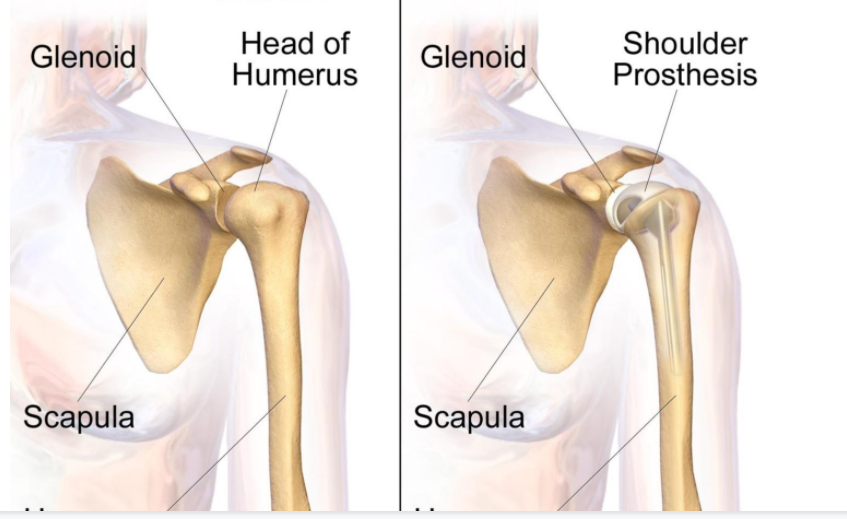 Write a short note on the shoulder bone class 11 biology CBSE