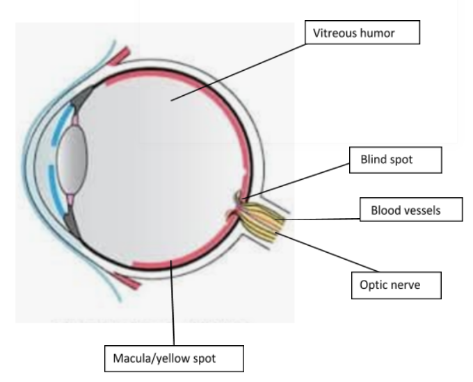 What is the blind spot in eye?