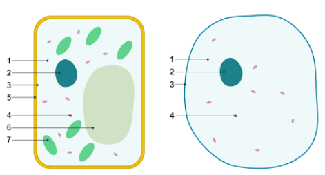 Label the parts of the diagrams given  which one is the plant  cell and which one is animal cell.\n \n \n \n \n