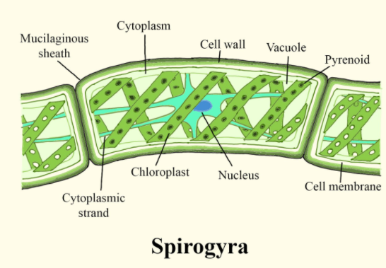 Draw a neat diagram of Spirogyra and label the Outermost layer of the cell.
