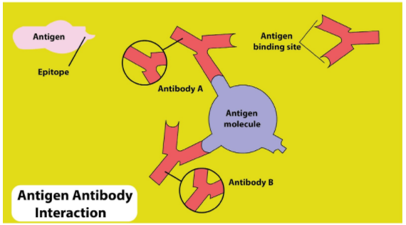 Binding of antigen to the antibody is through aelectrostatic class 11  biology CBSE