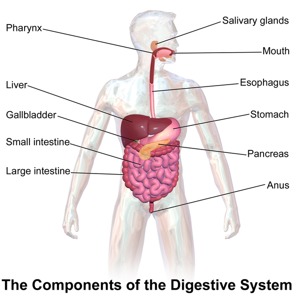 which gland is located behind the stomach