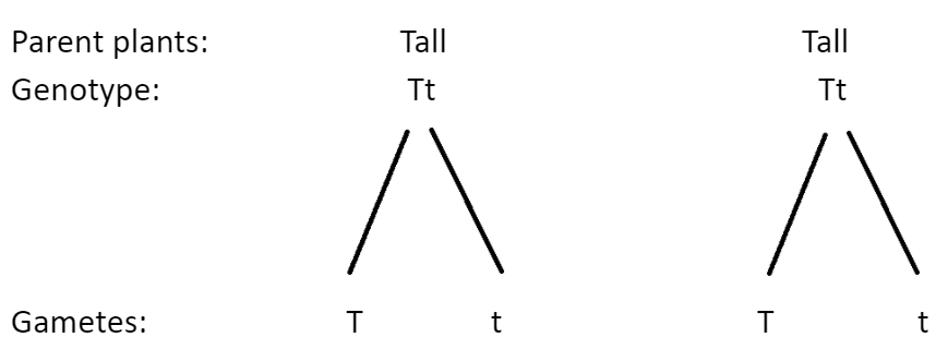In a cross between two tall pea plants some of the class