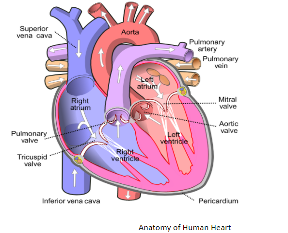 Draw The Well Labelled Diagram Of The Internal Structure