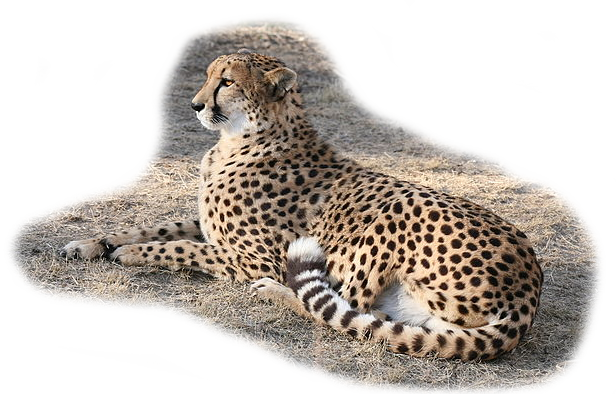 Which animal has become extinct from India?a. Snow leopardb. Hippopotamus  c. Wolfd. Cheetah