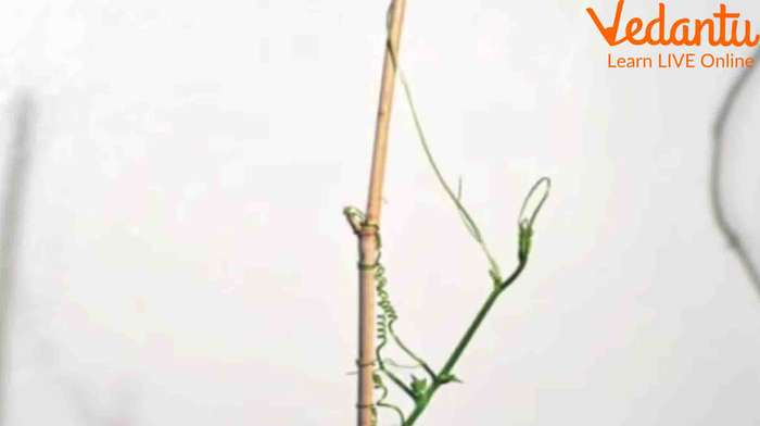 WHAT SENSES DO PLANTS HAVE visual data 3