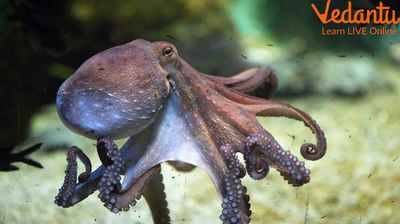 List of Interesting Information about Octopus