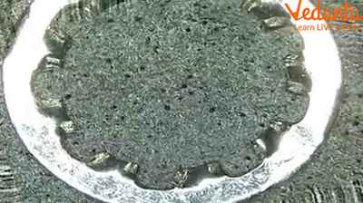 Read to Know What Metal Whiskers are and How They are Formed on Metal ...