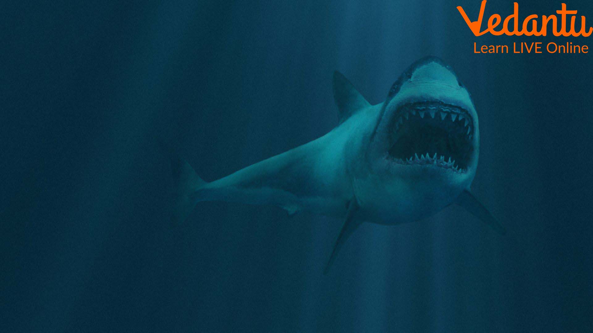 Shark chewing cable has made the headlines