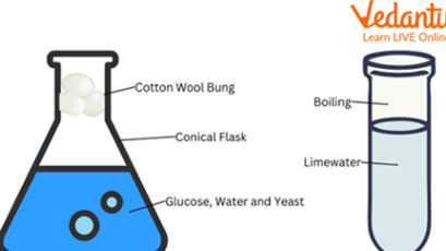 Knowing the Science Behind Chemical Reactions in Kitchen.