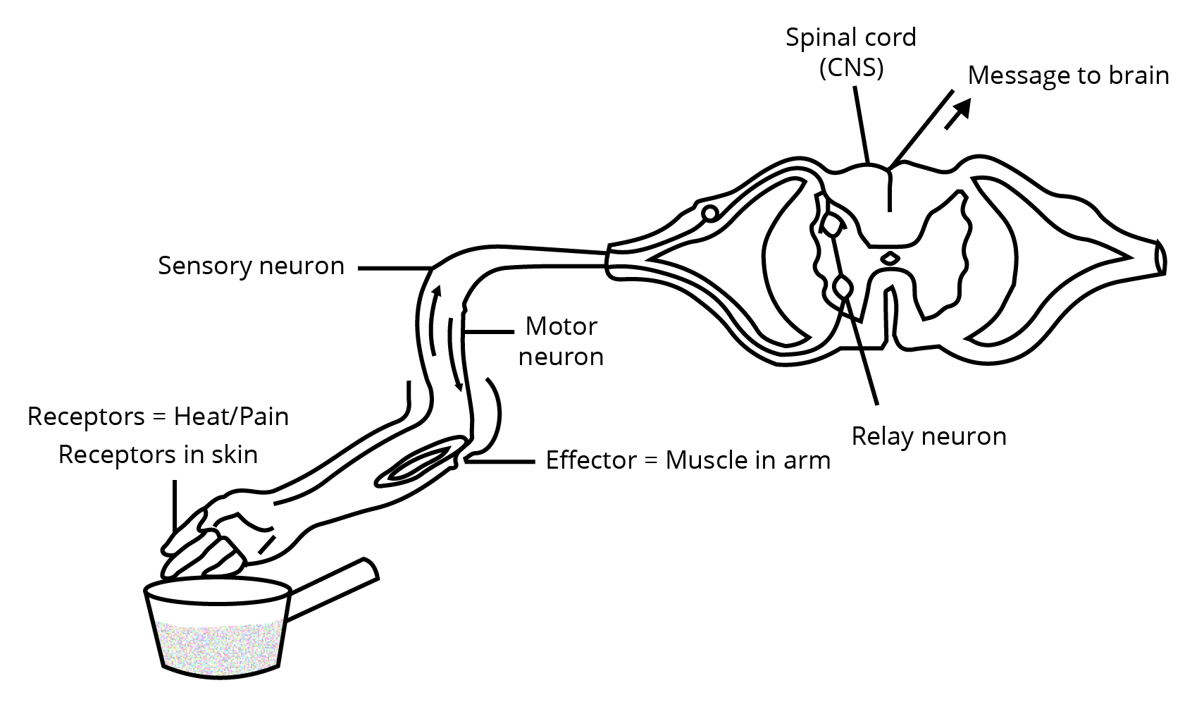 Diagram showing reflex pathway on touching a hot object