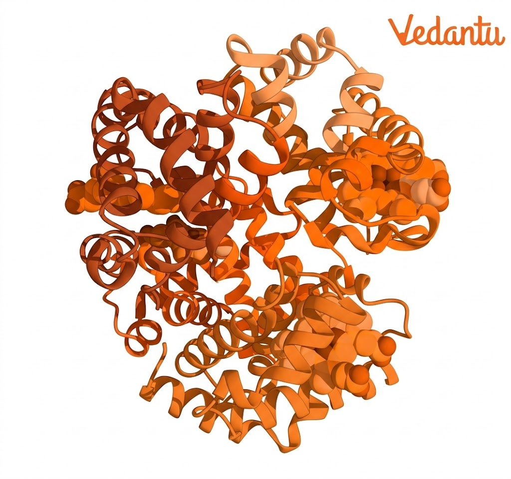 Haemoglobin illustration model