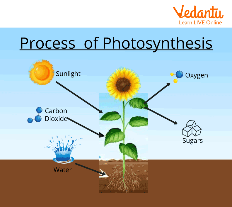 Process of Photosynthesis