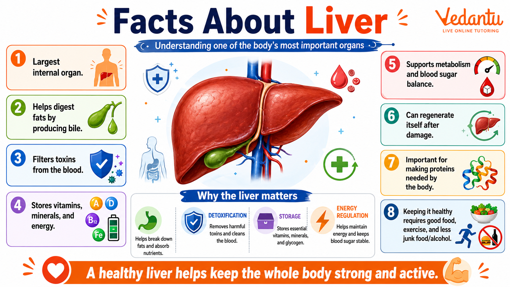 Facts About Liver